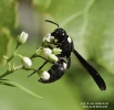 Weevil Wasp