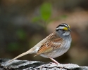 White-thoated Sparrow