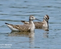 Wilson's Phalaropes