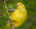 Yellow Warbler