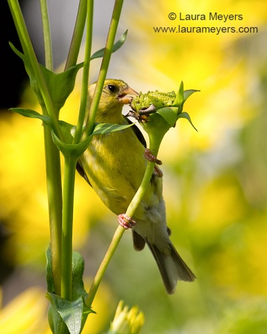 American Goldfinch