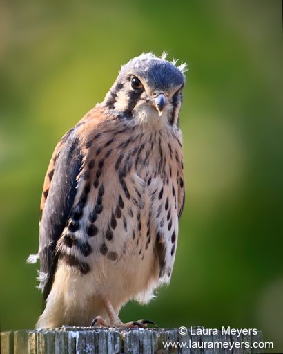 American Kestrel