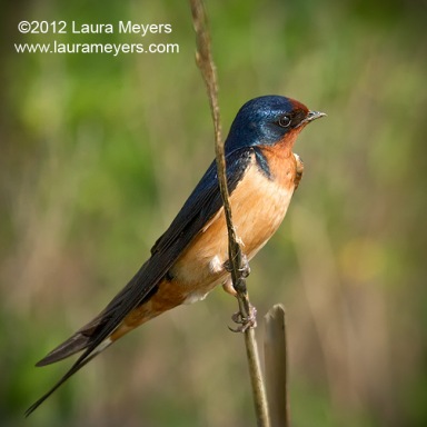 Barn Swallow