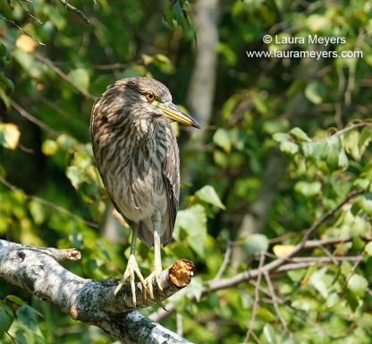Black-crowned Night-Heron