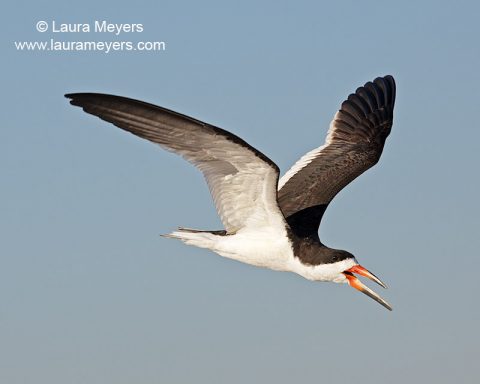 Black Skimmer in Flight