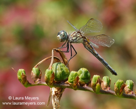 Blue Dasher Dragonfly