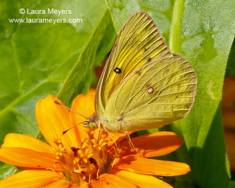 Clouded Sulphur Butterfly