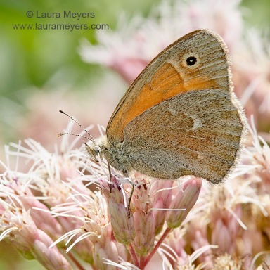 Common Ringlet Butterfly