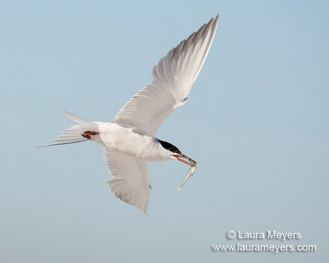 Common Tern in Flight