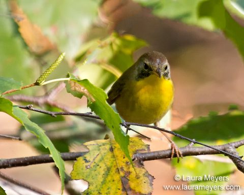 Common Yellowthroat Warbler Male