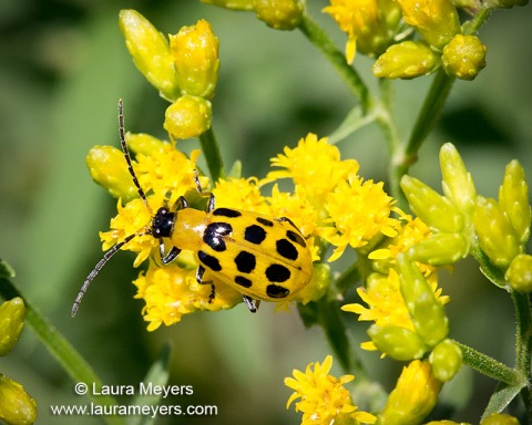 Spotted Cucumber Beetle
