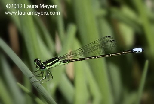 Eastern Forktail Damselfly