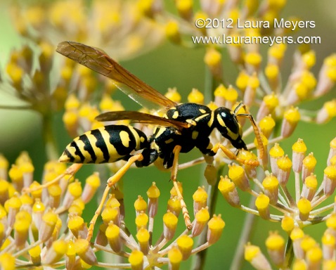European Paper Wasp ( Polistes dominulus)
