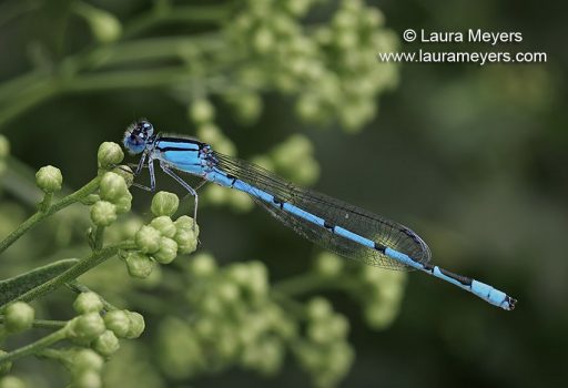 Familiar Bluet Damselfly Male