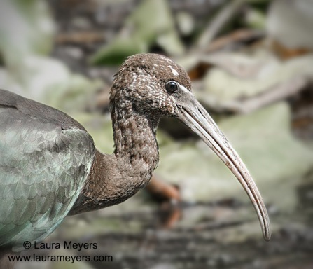 Glossy Ibis Immature