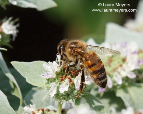 Honey Bee on flower