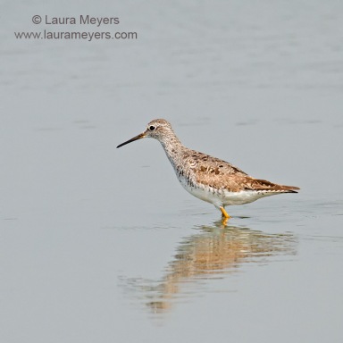 Lesser Yellowlegs
