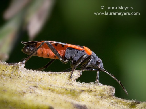 Milkweed Bug