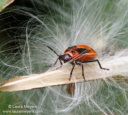 Milkweed Bug Nymph