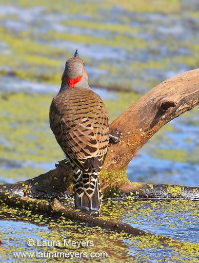 Northern Flicker