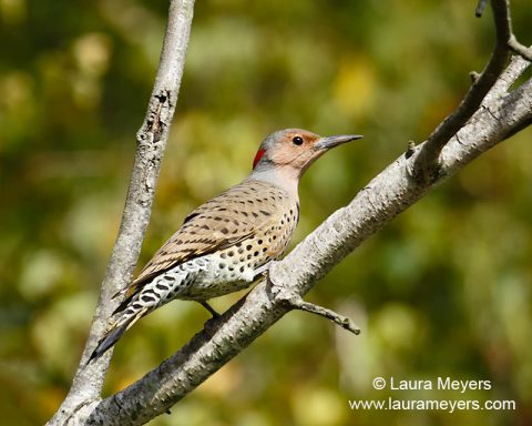 Northern Flicker