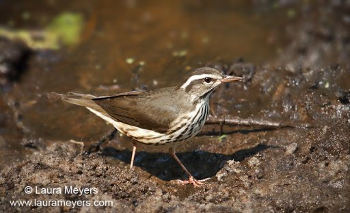 Northern Waterthrush