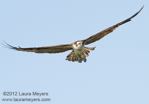 Osprey in Flight