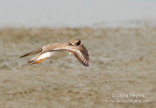 Semipalmated Plover in Flight