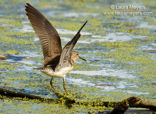 Solitary Sandpiper