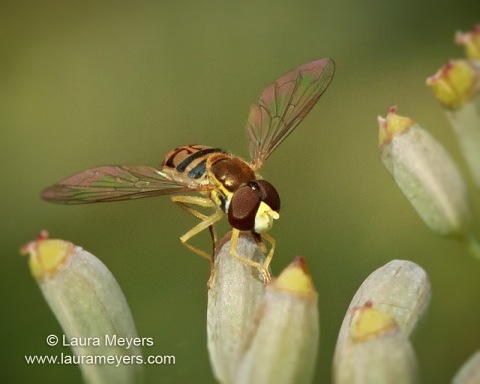 Syrphid Fly