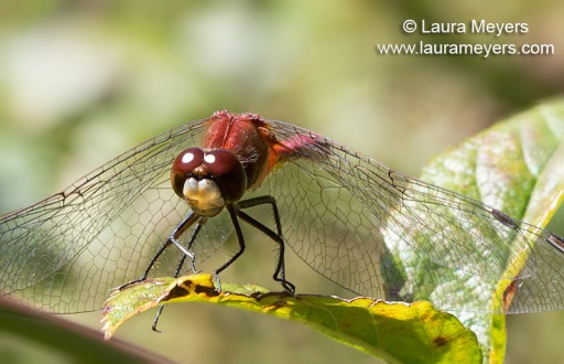 White-faced Meadowhawk Male Dragonfly