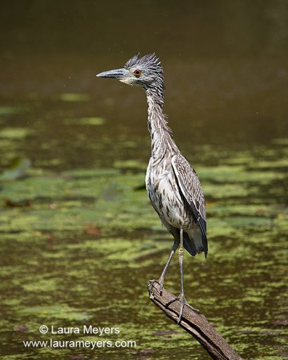 Yellow-Crowned Night-Heron Immature