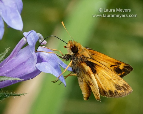 zabulon_skipper_male_cp_4728