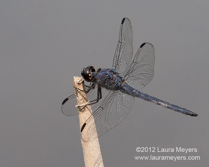 Slaty Skimmer Dragonfly Male