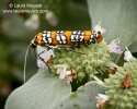 Ailanthus Webworm Moth