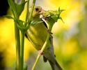 American Goldfinch