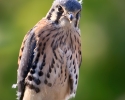 American Kestrel