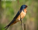 Barn Swallow
