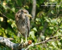 Black-crowned Night-Heron