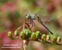 Blue Dasher Dragonfly