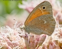 Common Ringlet Butterfly