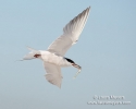 Common Tern in Flight