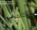 Eastern Forktail Damselfly