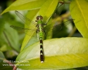 Eastern Pondhawk Dragonfly