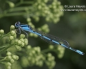Familiar Bluet Damselfly Male