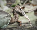 Glossy Ibis Immature