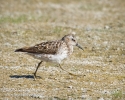 Least Sandpiper