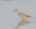 Lesser Yellowlegs