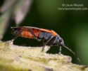 Milkweed Bug