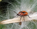 Milkweed Bug Nymph